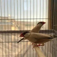 فنچ نرگسی شکلاتی|پرنده|تهران, تهرانپارس شرقی|دیوار