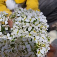 فروش کاه گندم وجو
