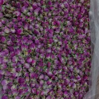 گل محمدی   غنچه خوش بو وعطری