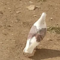 پرنده کبوتر گمشده