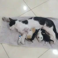 گربه