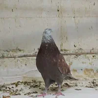 کفتر کله ماستی نر حسابی