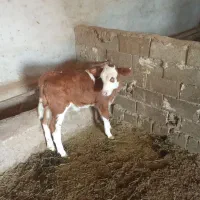 گوساله سمینتال|حیوانات مزرعه|فیروزآباد (آذربایجان), |دیوار