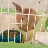 خرگوش|موش و خرگوش|قوچان, |دیوار