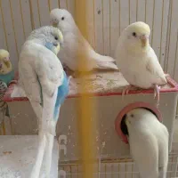 پرنده - مرغ عشق