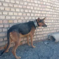 واگذاری گرگی نر نگهبان