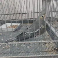 پرنده زینتی|پرنده|عجب شیر, |دیوار