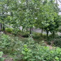 زمین ۳۴۵متر/دوردیوار/مسکونی/موشنگاه/گلسرک