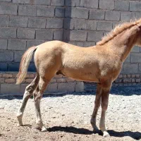 کره نریان پنج نشان ۷ماه  یورقع نیستن|اسب و تجهیزات اسب‌سواری|مه ولات, |دیوار