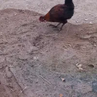 خروس گلین|حیوانات مزرعه|سیلاخور, |دیوار