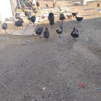 بوقلمون ۱۵ عدد کیلوی ۳۵۰