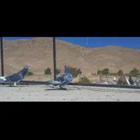 کبوتر|پرنده|شیراز, شهرک والفجر|دیوار