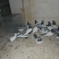 کبوتر کله دم سبز