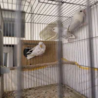 طوطی برزیلی وایت فیس|پرنده|شیراز, محراب|دیوار