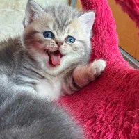 بریتیش بلو گلد