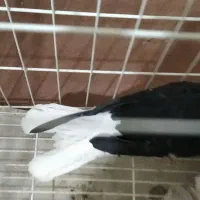 طوقی صحرای نباشد  و دم سفید|پرنده|همدان, |دیوار