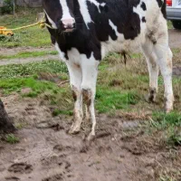 ۲ راس گاو (گوساله نر هلشتاین آمریکایی اصیل)|حیوانات مزرعه|آستانه اشرفیه, |دیوار