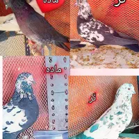 کبوتر پرشی دو جفت|پرنده|پیر بکران, |دیوار