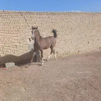 کره اسب نریان 16ماهه