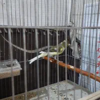 قناری نر، ریزه خونی میکنه|پرنده|کاشان, ولی سلطان|دیوار