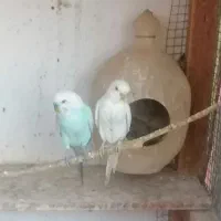 مرغ عشق فروشی|پرنده|چابهار, |دیوار