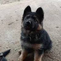 شاه توله ژرمن نر