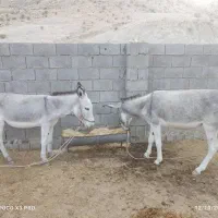 خر الاغ|حیوانات مزرعه|برازجان, |دیوار