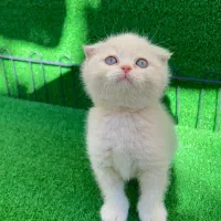 بچه گربه های زیبا و دلربا|گربه|آبادان, |دیوار