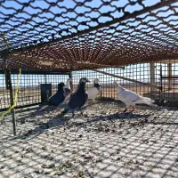 چنتا پرنده پرشی|پرنده|اسفراین, |دیوار