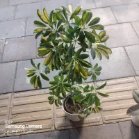 گل اپارتمانی|گل و گیاه طبیعی|آبیک, |دیوار