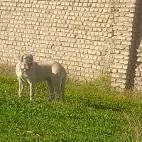 سگ کردی|سگ|علی‌آباد کتول, |دیوار