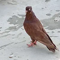 ۲تا کفتر نر سرحال نوک قنار واکسن خورده