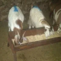 فروش بزغاله بره ومیش