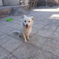 سگ پاکوتاه کوتا