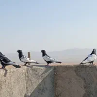 سینه سیا مقبول|پرنده|مشهد, پنجتن|دیوار