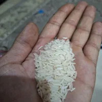 برنج فجر سوزنی ۹۰روزه اعلا