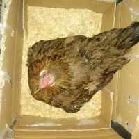 مرغ کرچ محلی اصل|حیوانات مزرعه|کهنوج, |دیوار