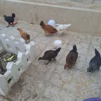 فروش مرغ و جوجه زیرمرغی
