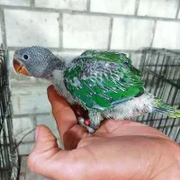 جوجه شاه طوطی