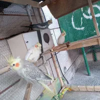 عروس هلندی|پرنده|سراوان, |دیوار