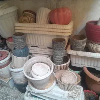 گلدان|گل و گیاه طبیعی|قم, آزادگان|دیوار