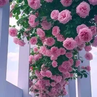 نظافت چی منازل