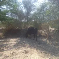 دوتا گاو آبستن 6ماهه جوان هشت بندی|حیوانات مزرعه|میناب, |دیوار