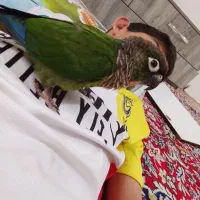 طوطی گرینچیک باهوش وآموزش دیده با جلیقه پرواز|پرنده|جویبار, |دیوار