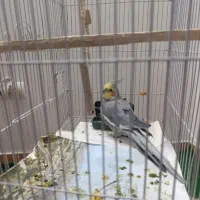 پرنده|پرنده|تهران, یاخجی آباد|دیوار