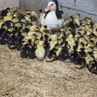 مرغابی مسکویی جوجه اردک مسکویی