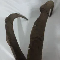 شاخ بز کوهی|کلکسیون اشیاء عتیقه|تهران, وحیدیه|دیوار