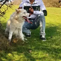 هاسکی|سگ|ویلکیج, |دیوار