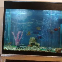 اکواریوم باتمام وسایل