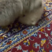 توله پامرانین|سگ|بابلسر, |دیوار